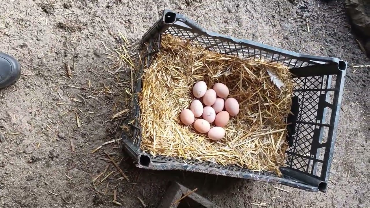 Yeni anne adayı tavuğumuz 🐔🐤 (kurkuk) 
