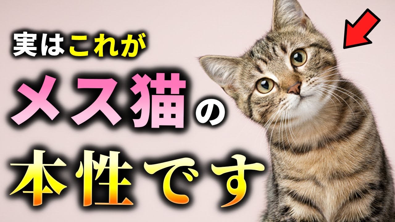 【オス猫と比べて】メス猫だけの秘密9選！知って驚く性格の違い【猫雑学】