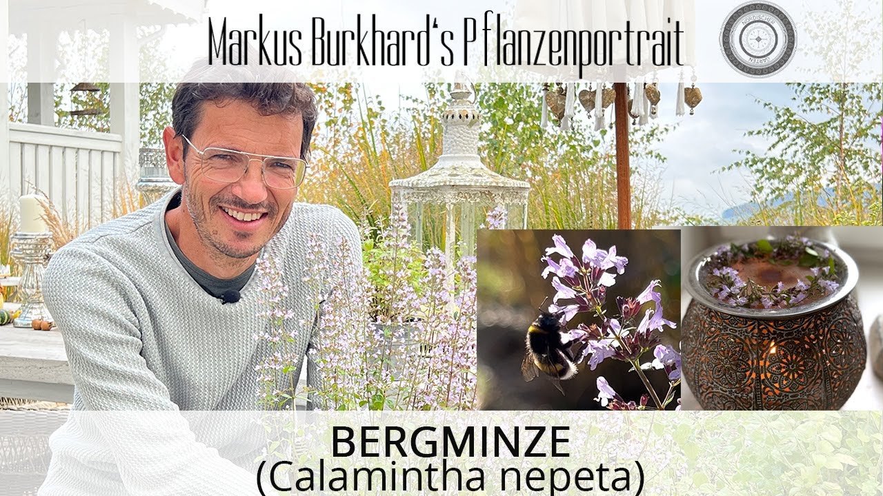 Die BESTE Pflanze im Herbst, warum du sie haben MUSST, Calamintha nepeta, Bergminze