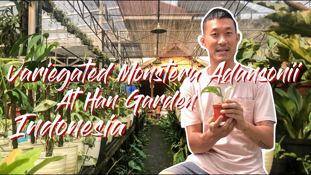Han Garden Nursery and adansonii variegata plant haul