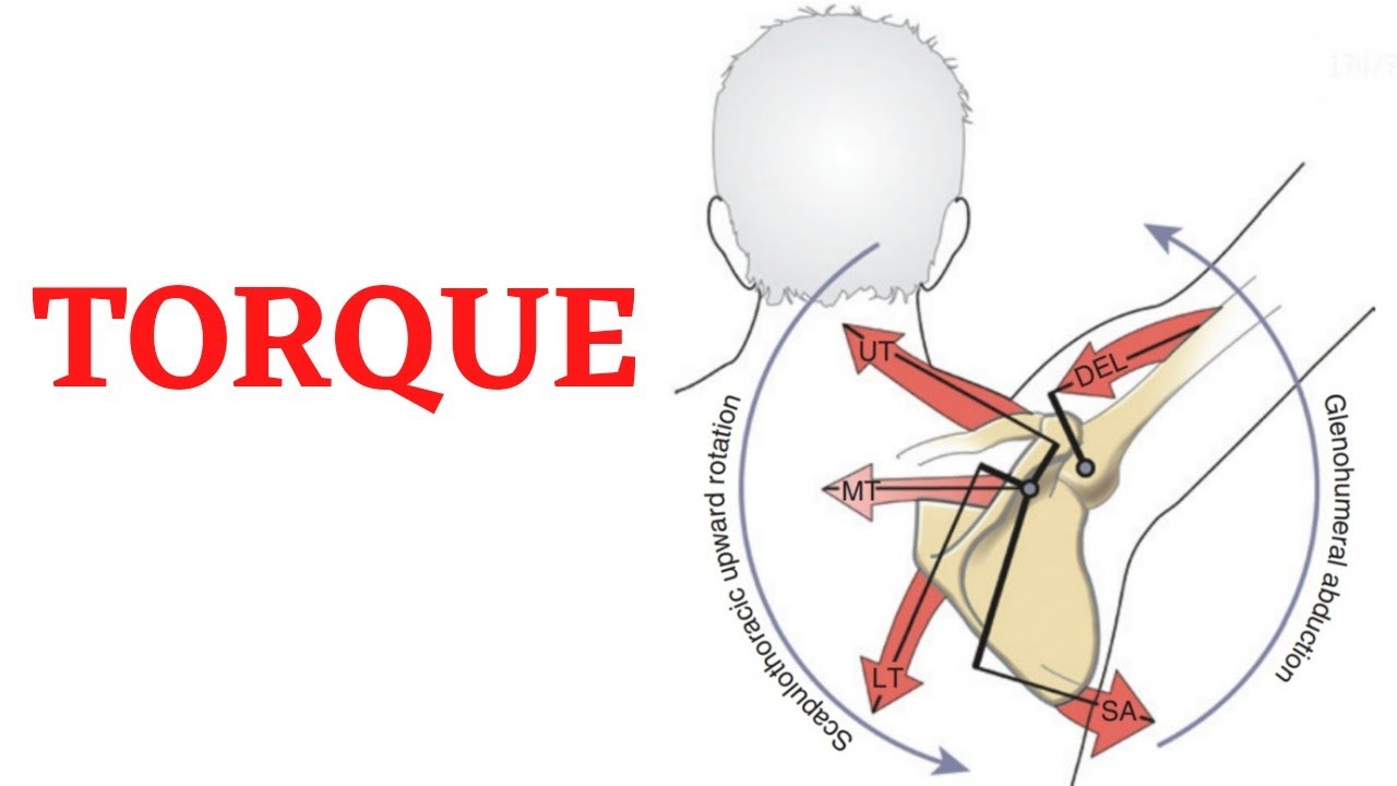 Biomechanics. Torque.