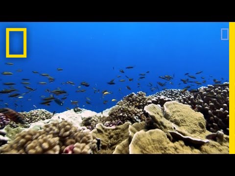 Rising Ocean Temperatures are 