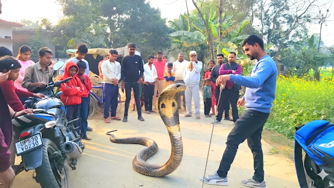 खेत में किस इंतजार में बैठा था जहरीला नाग,आलू के खेत में कहां से आया इतना बड़ा नाग 😱।