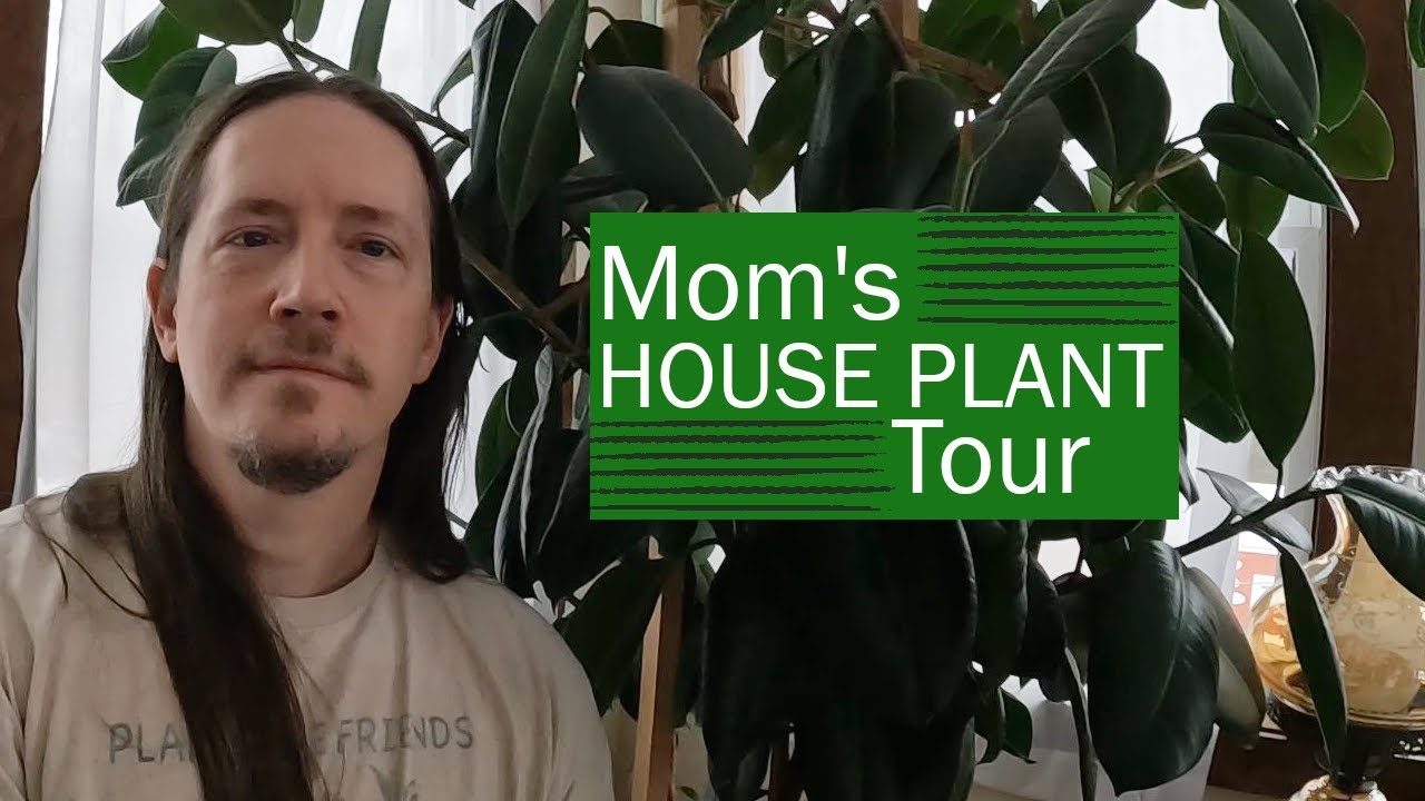 Mom's House Plant Tour | Winter Walk