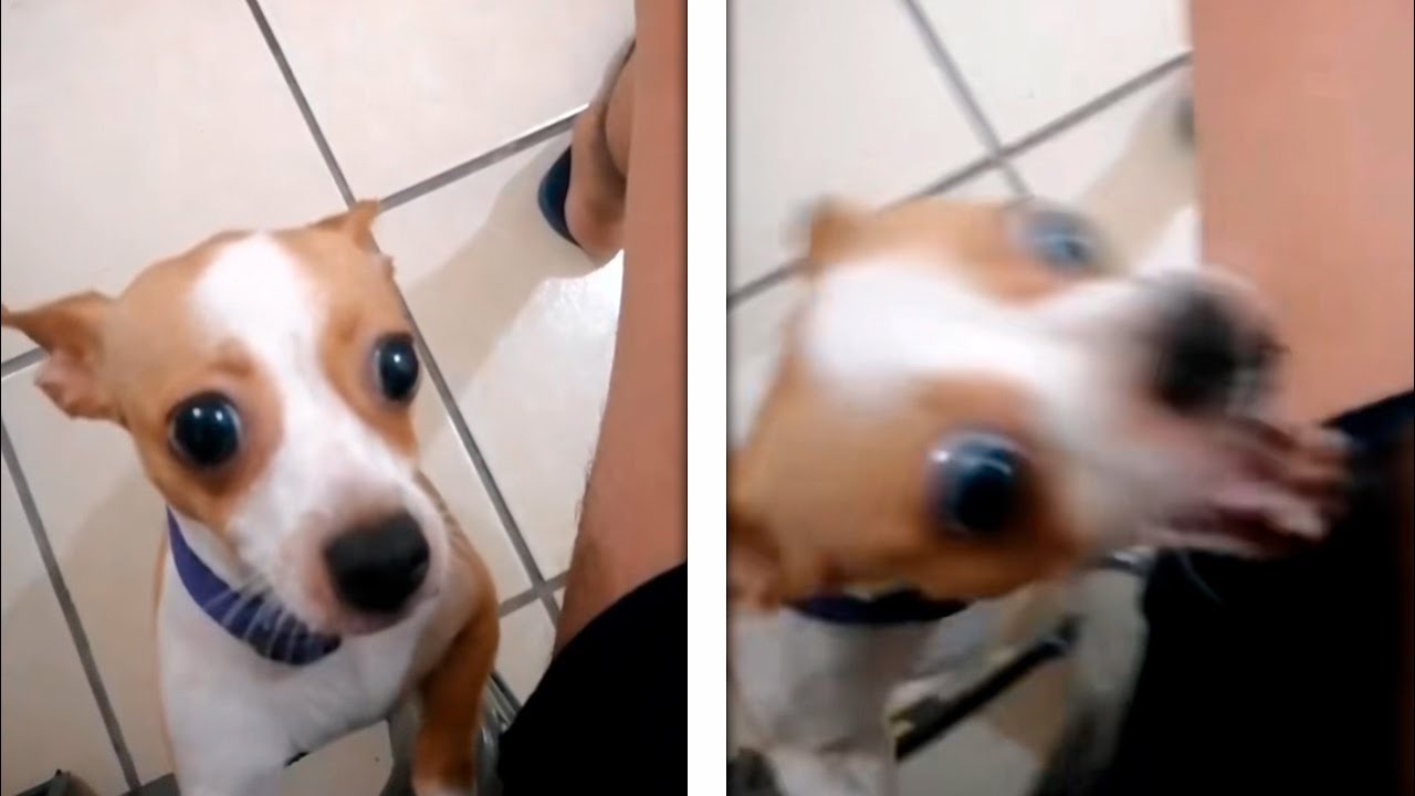 este perro parece amigable pero...