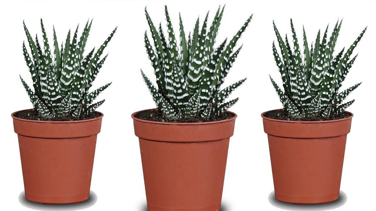 صبار الهوارثيا كيف تعتني بصبار الهوارثيا بعد شرائه من المشتل