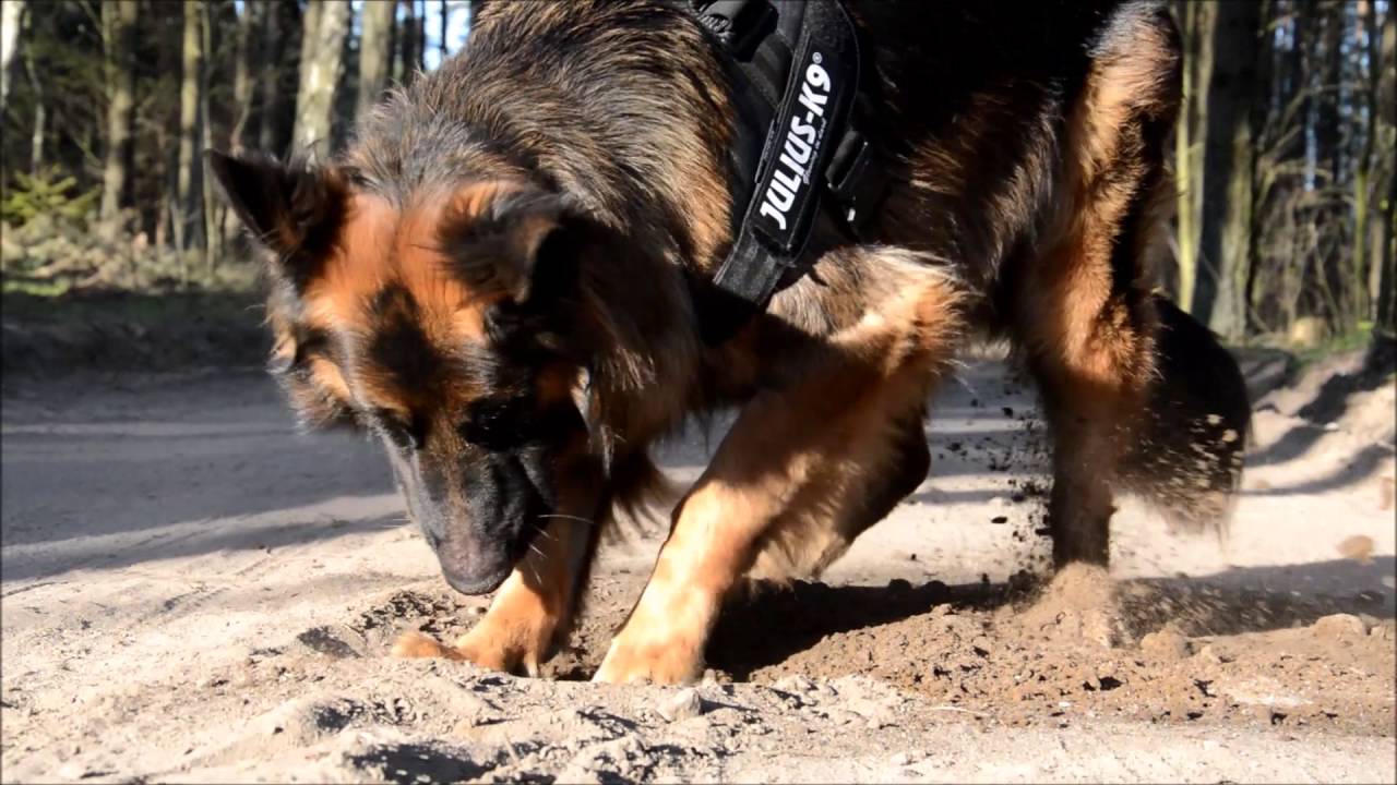 AKSEL - German Shepherd | tricks