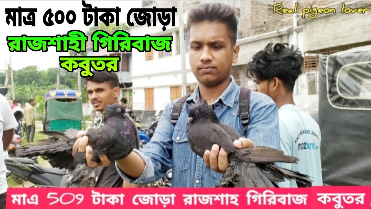 মাত্র ৫০০ টাকা জোড়া রাজশাহী গিরিবাজ কবুতর!!রাজশাহী কাটাখালি কবুতর হাটে!!19 May 2023#Pigeon