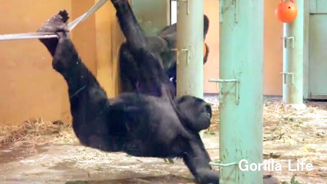父ちゃん待てぇ！ゴリラ兄弟は父ゴリラを追いかけてちょっかいしまくる🌸Wait Dad ! Gorilla brothers chase and mess around with Dad Gorila
