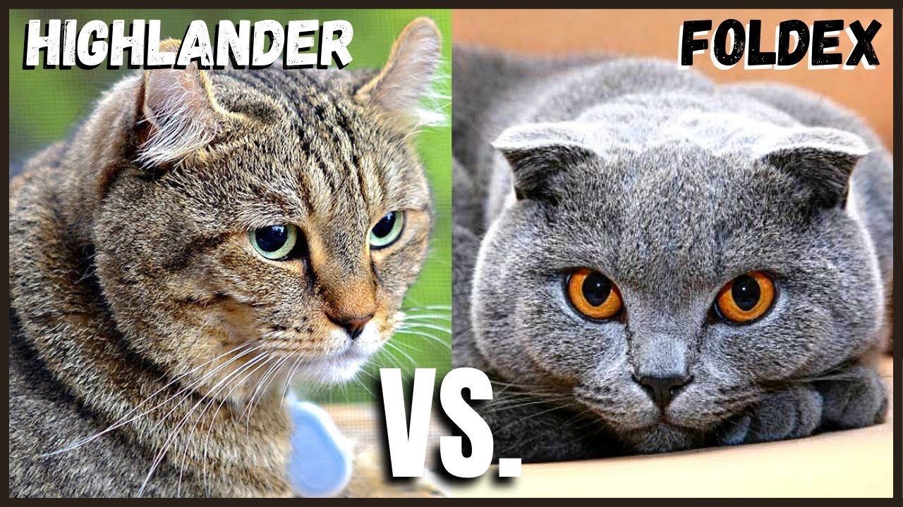 Highlander Cat VS. Foldex Cat