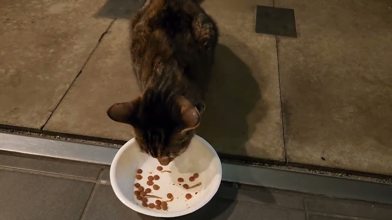 Stray Cats In Company Buildings ＃183 11.21.2025
