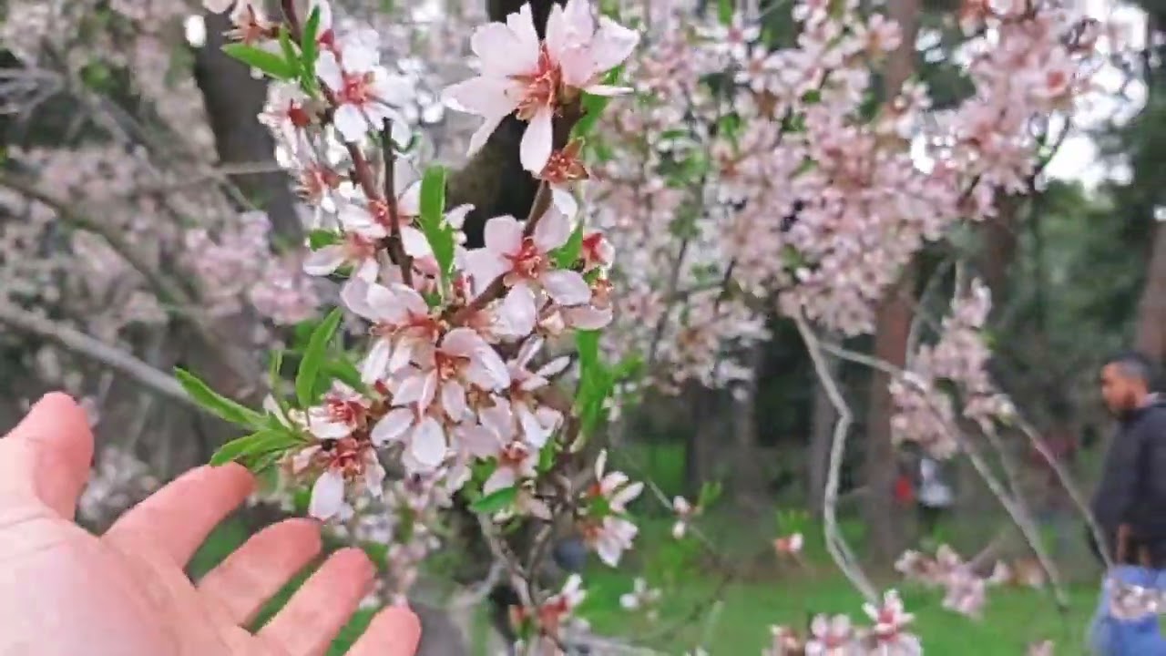 Cherry blossoms and Almond blossoms in Madrid
