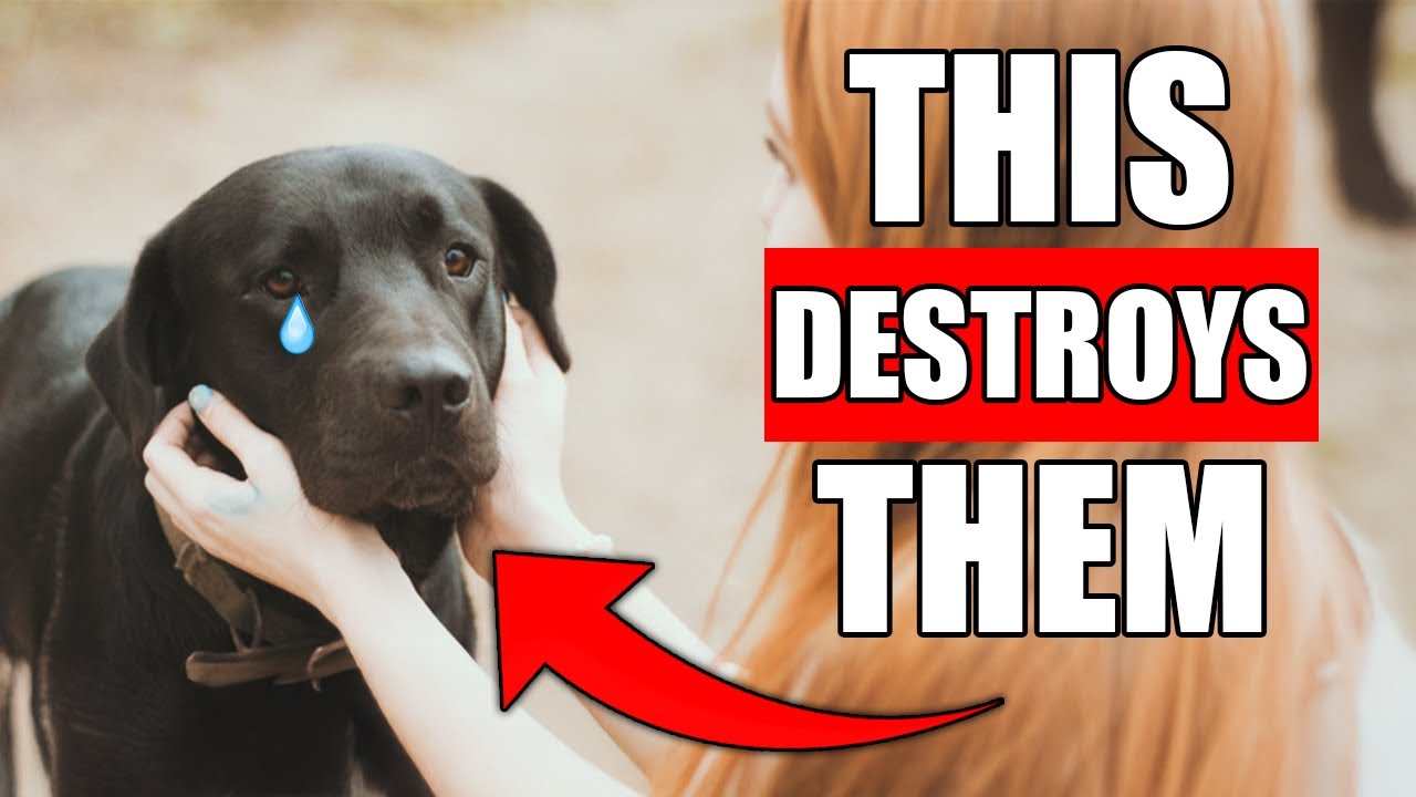 7 Surprising Ways You’re Hurting Your Dog’s Feelings