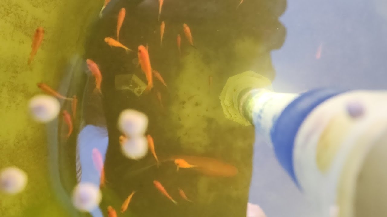 Aquaponics, now with Fish!