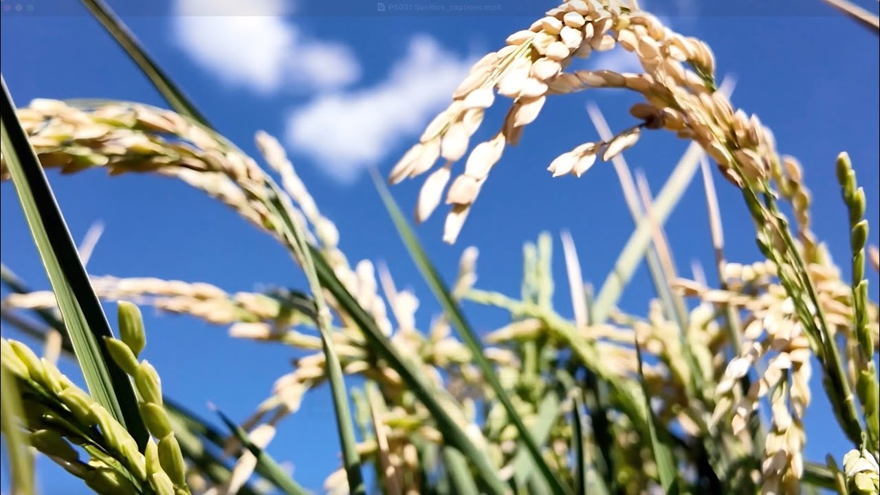 Lower Carbon Rice