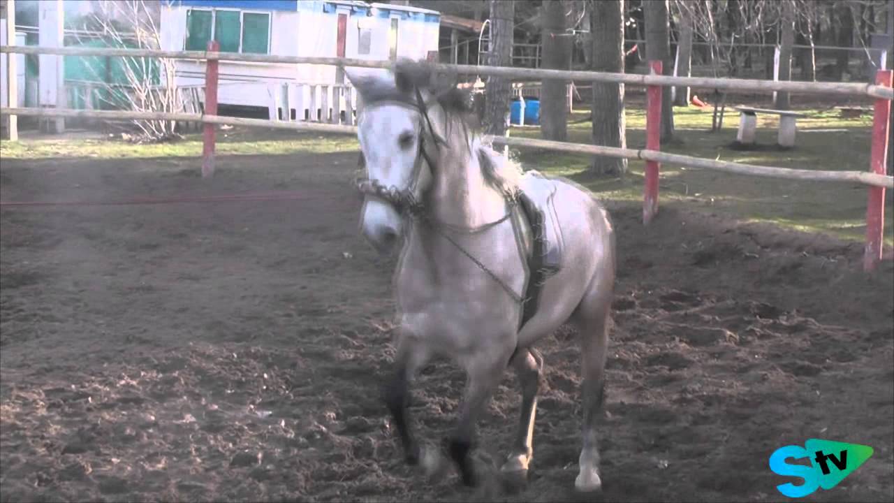 El mundo del Caballo: Principios básicos de la doma
