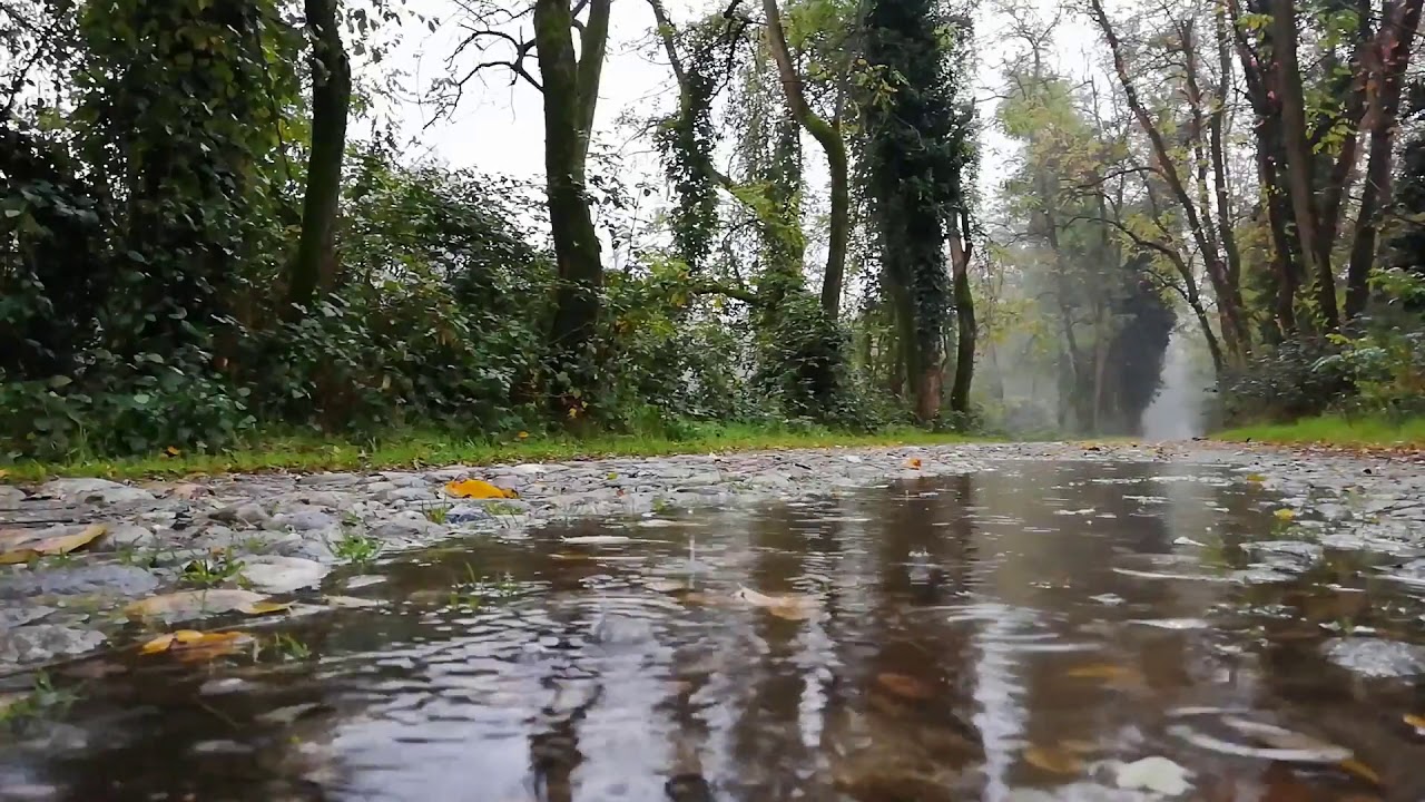 El sonido de la lluvia ligera cae en el parque sobre las hojas de los arboles para dormir