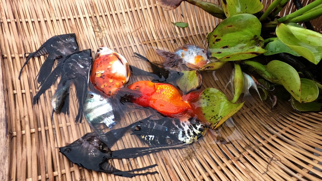 Amazing Finding a lot Betta fish, Angel fish, Ranchu fish and Oranda fish in Lake