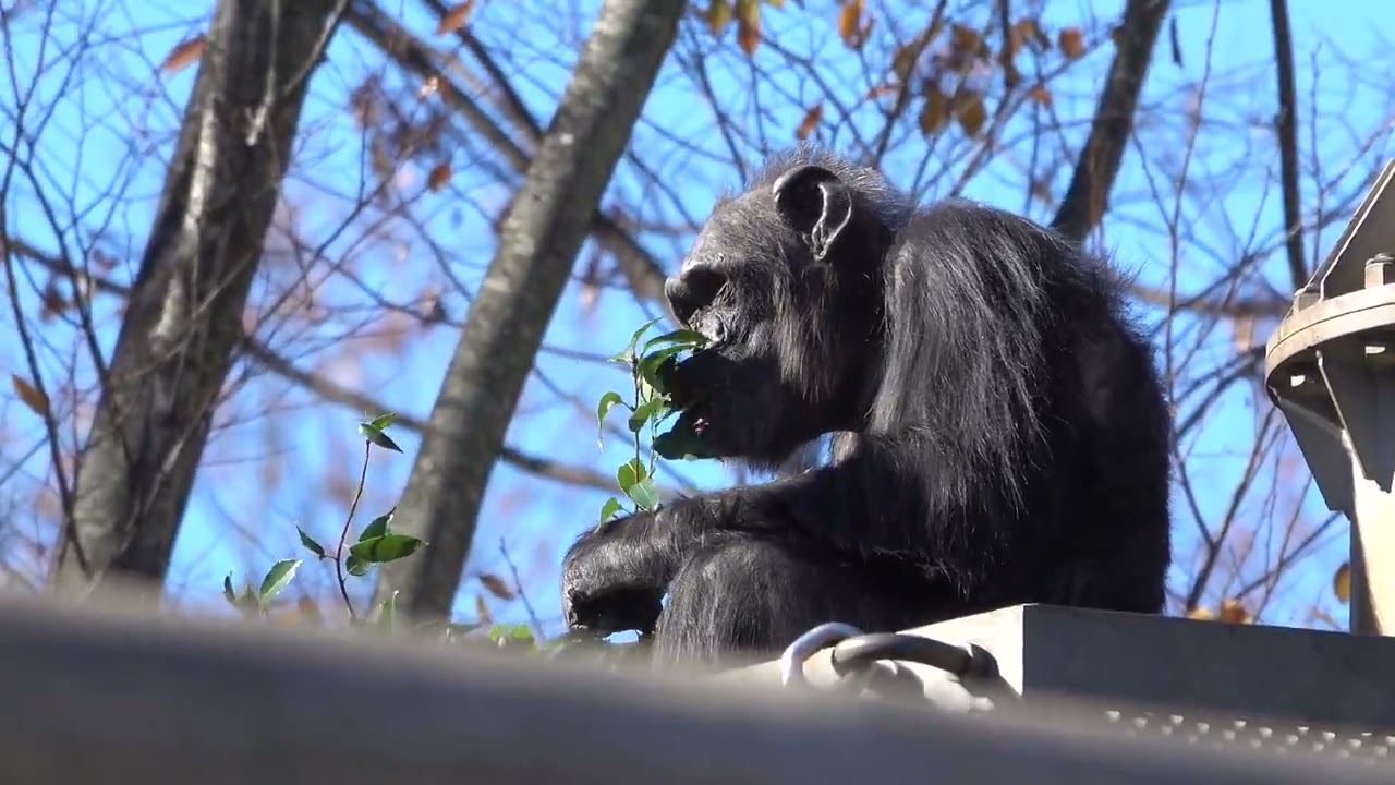 Tama zoo chimps 2023/12/04 #1