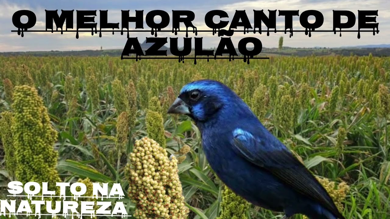 O melhor canto de AZULÃO 
