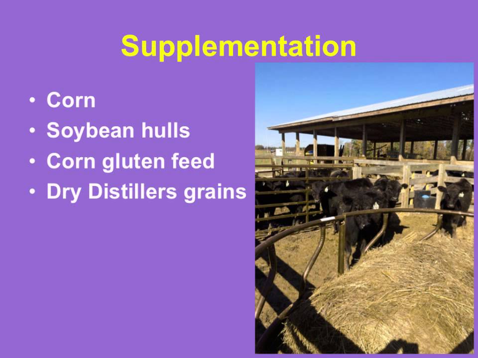 Winter Hay Feeding and Supplementation