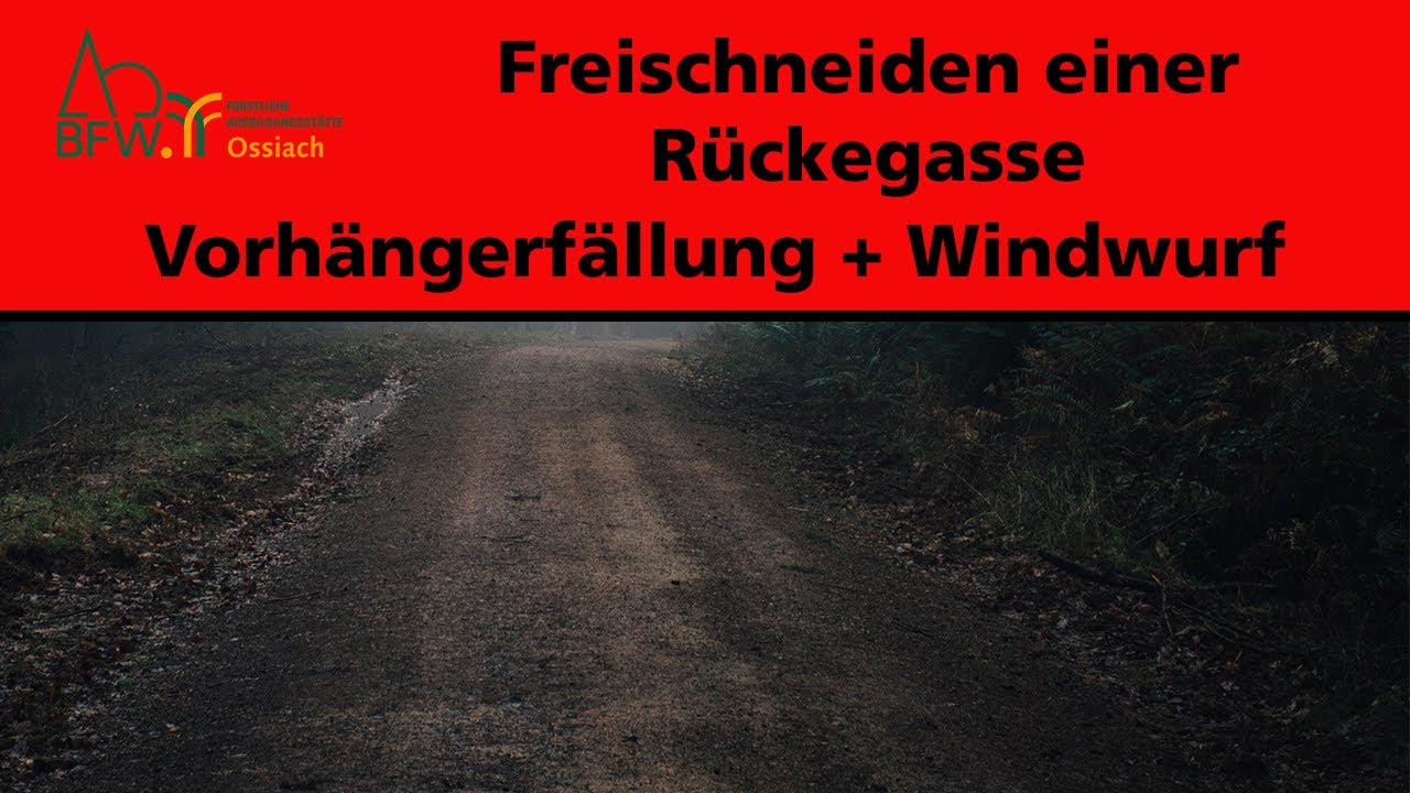 Rückegasse freischneiden I Fällung Vorhänger I Fällung Windwurf I Stihl MS 362