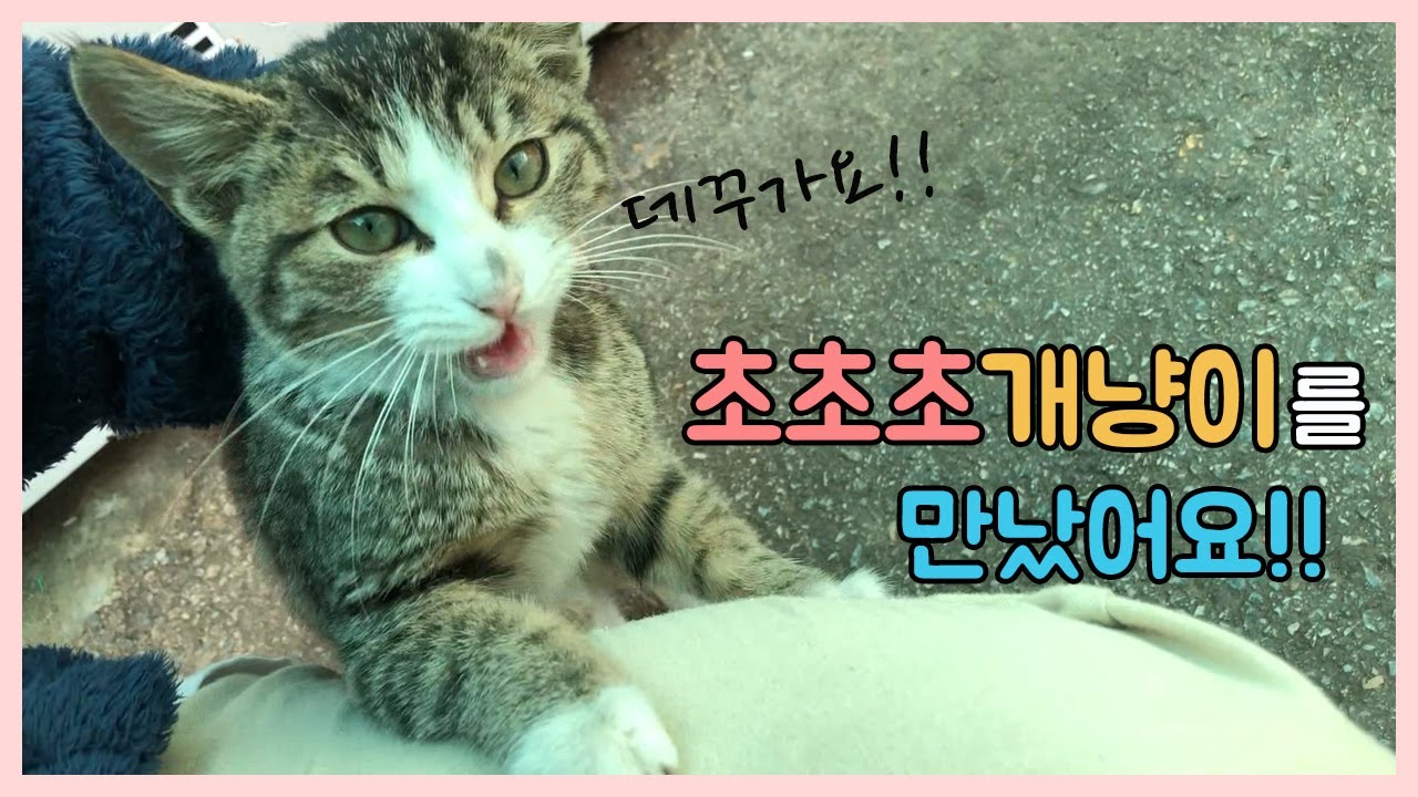 엄청난 개냥이가 자꾸 따라와요.. 아기고양이 간택?냥줍?