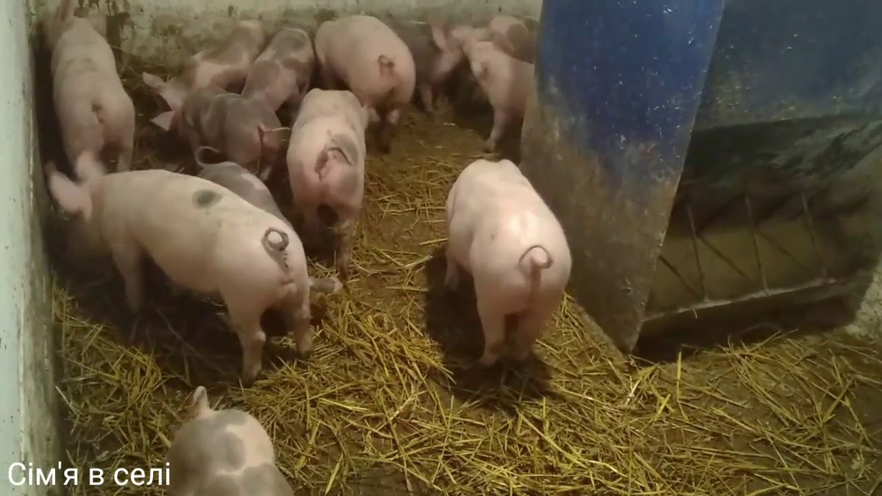 Больше никаких Макстеров, только Ф1.Свиньи на откорме🐖