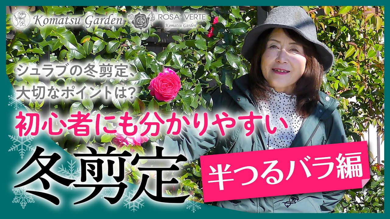 【バラの剪定】初心者にも分かりやすい冬剪定　半つるバラ編