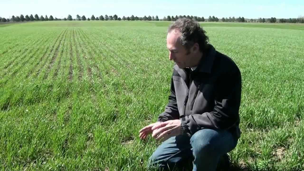 Wheat Growth Stages 10 to 32 .mpeg