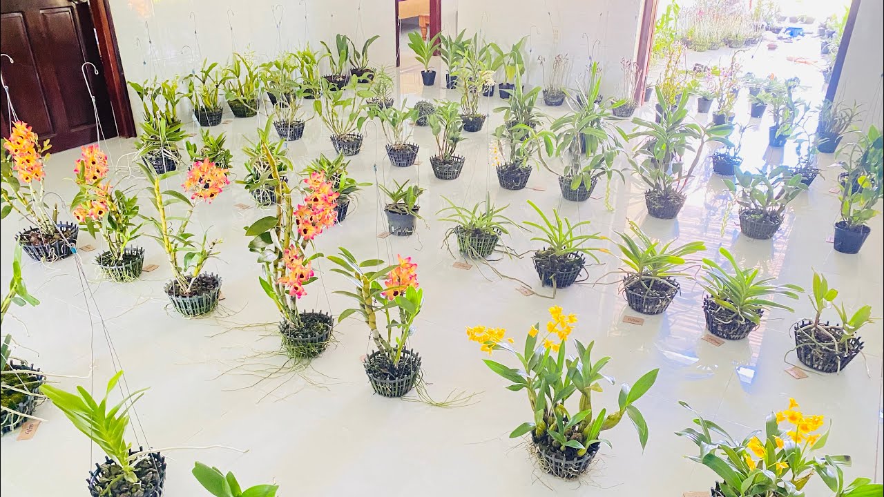 Lan rừng 8/3/2026 lh 0373779176 Lan rừng các loại…