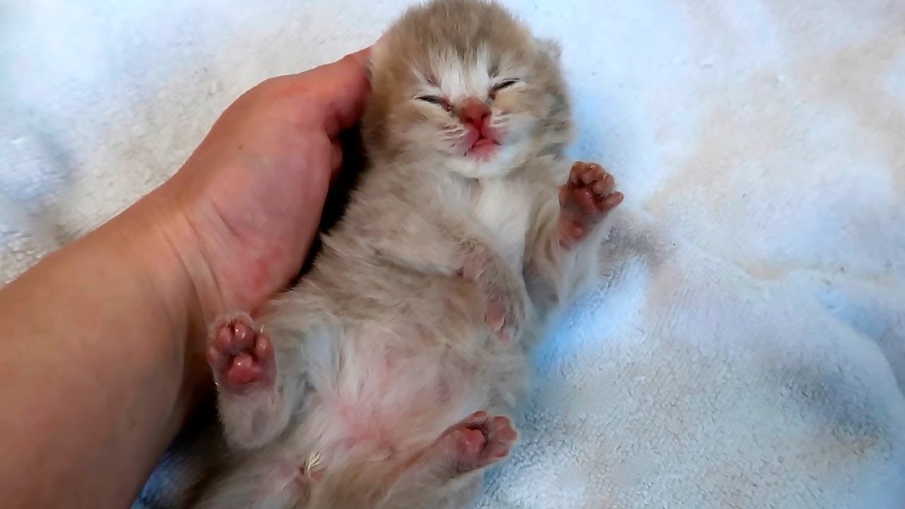 Tiny Lulu Won’t Drink Her Milk?! Something’s Not Right... (I’m So Worried) Subtitles