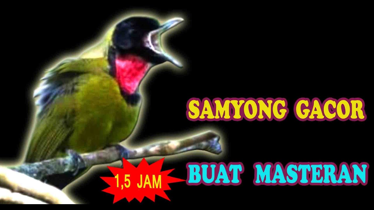 SUARA SAMYONG GACOR FULL ISIAN