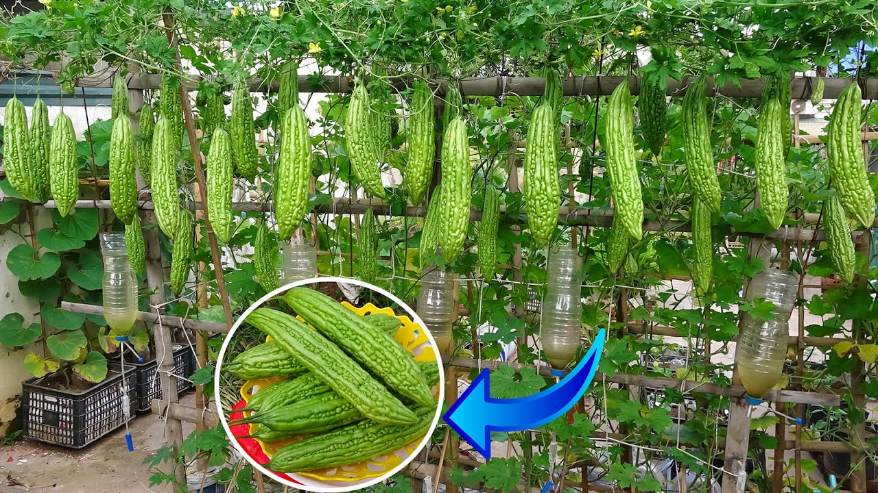 Growing bitter melon by fertilizer fish & self-watering system from recycled plastic bottles