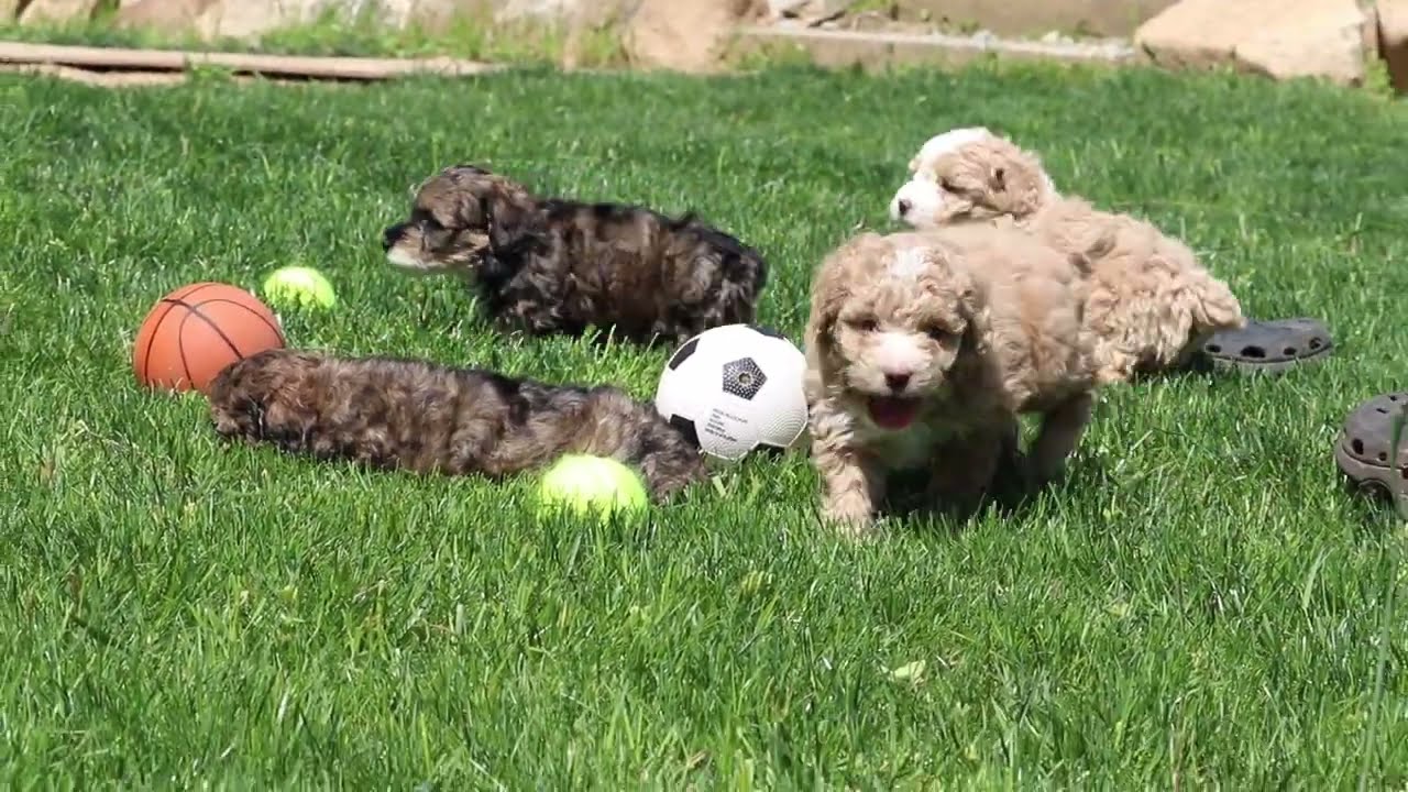 Cockapoo Puppies For Sale