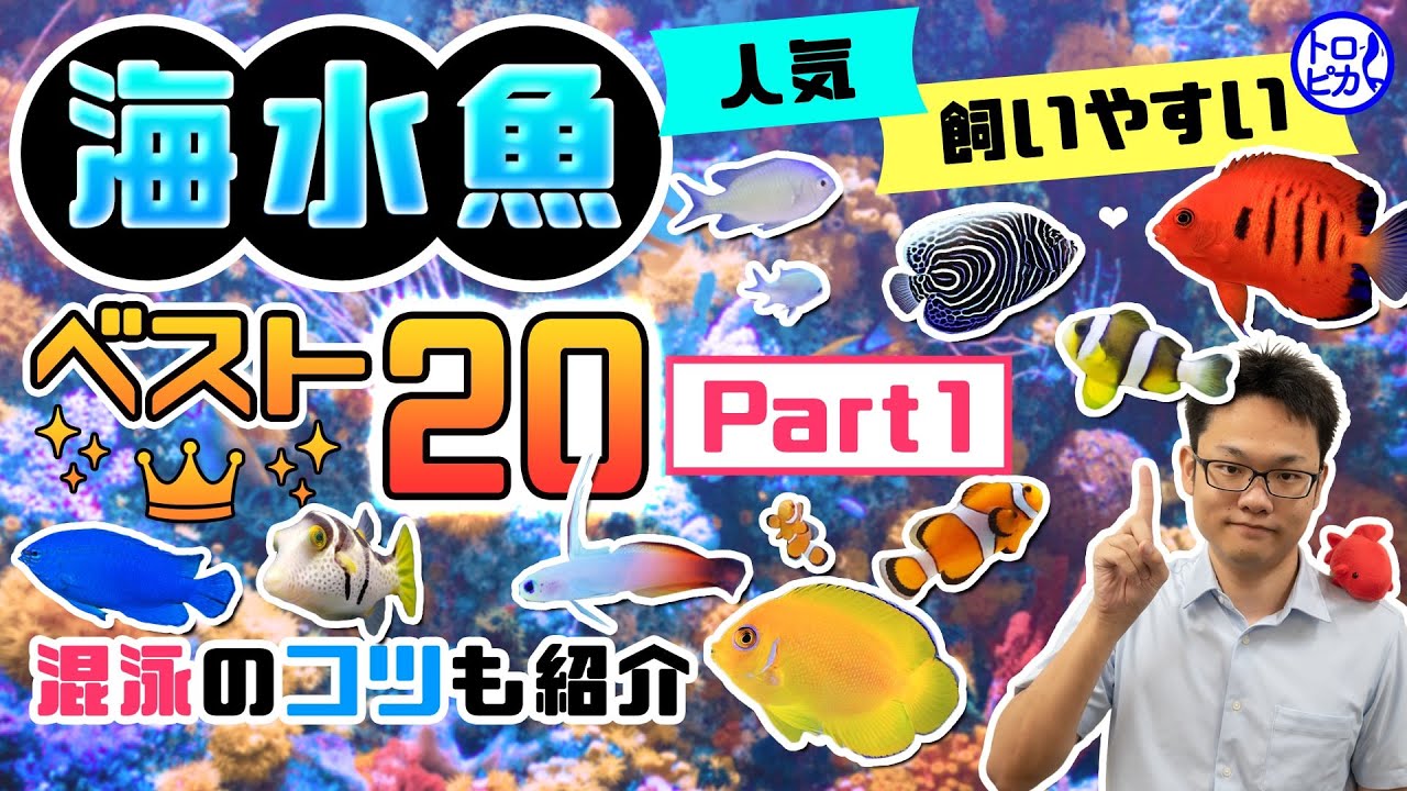 【Part1】人気の飼いやすい海水魚ベスト20！混泳のコツも紹介します！