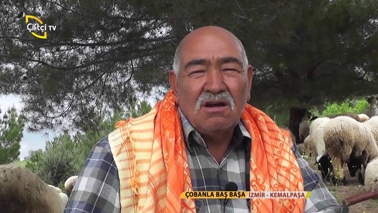 Çobanla Baş Başa/Koyun Çobanımız İle Buluştuk.