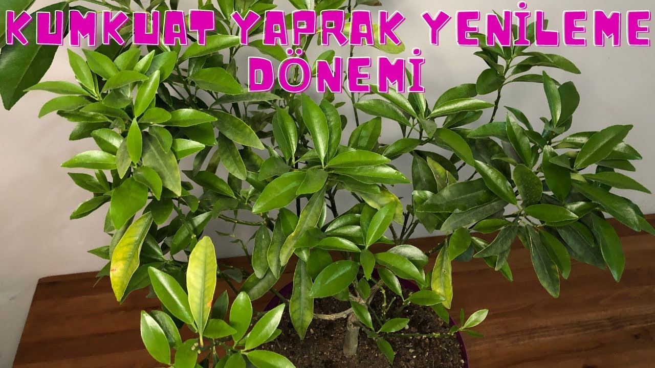 Kumkuat (Kamkat) Ağacı Yaprak Yenileme Çiçek Açma Dönemi