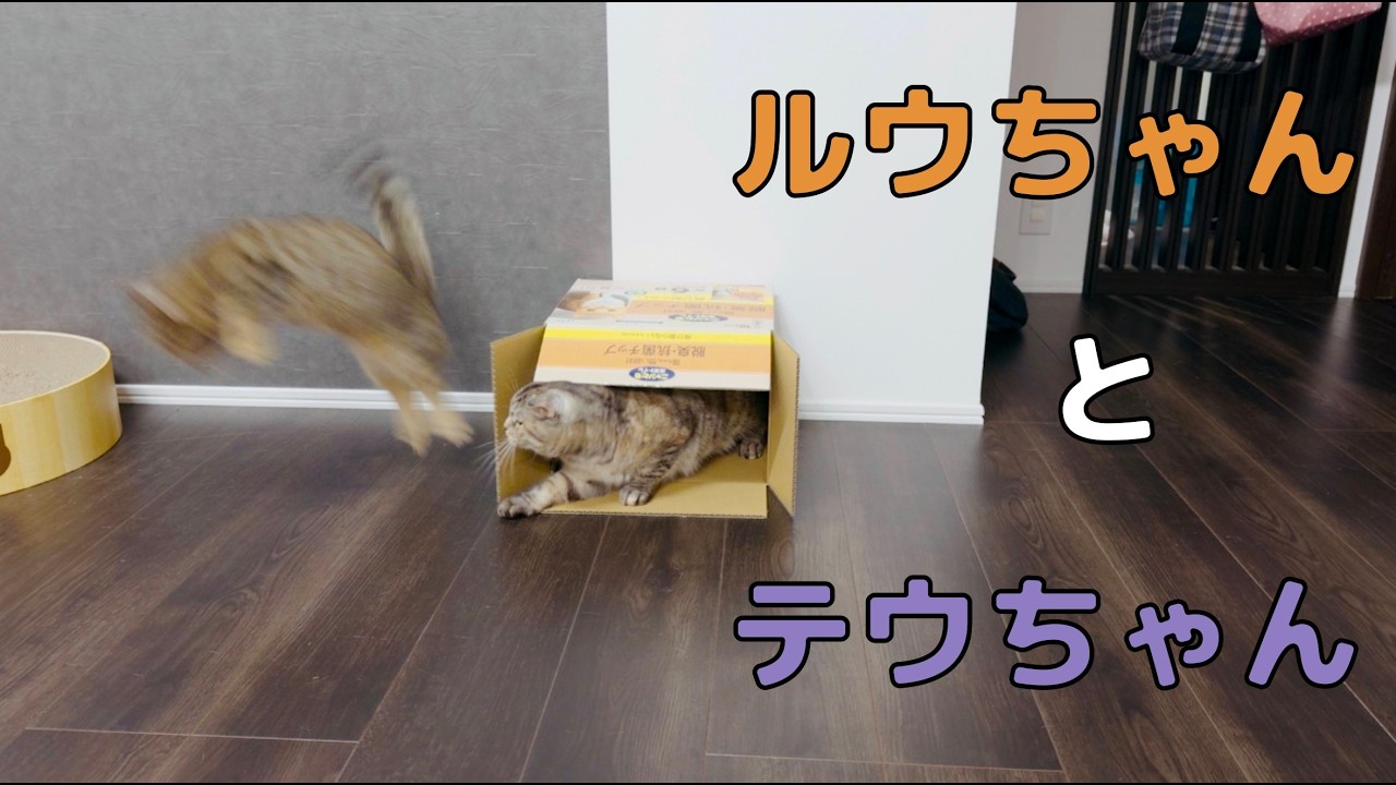 段ボールでくつろぐルウちゃんと段ボールの中が気になるテウちゃん