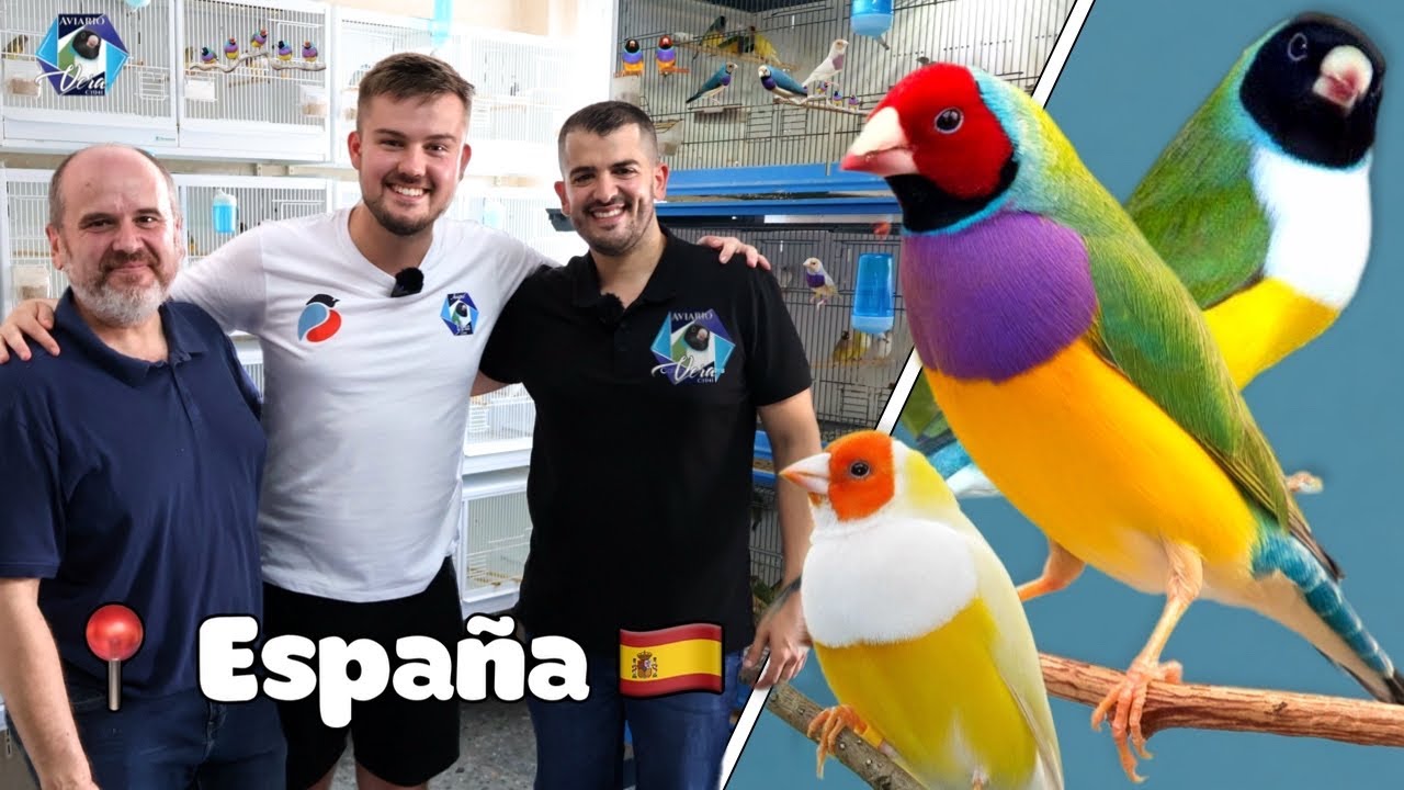 WORLD CHAMPION Gouldian Finch Breeder - Iván Vera