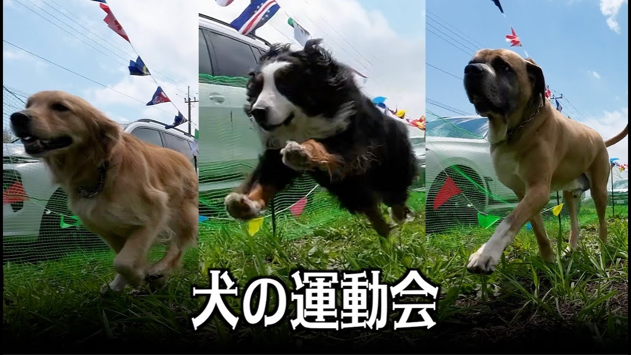 里親さん達が集まって運動会！