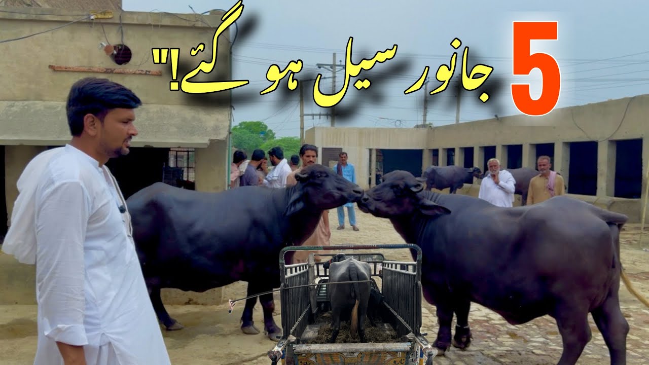 5 animals were sold from our farm today.