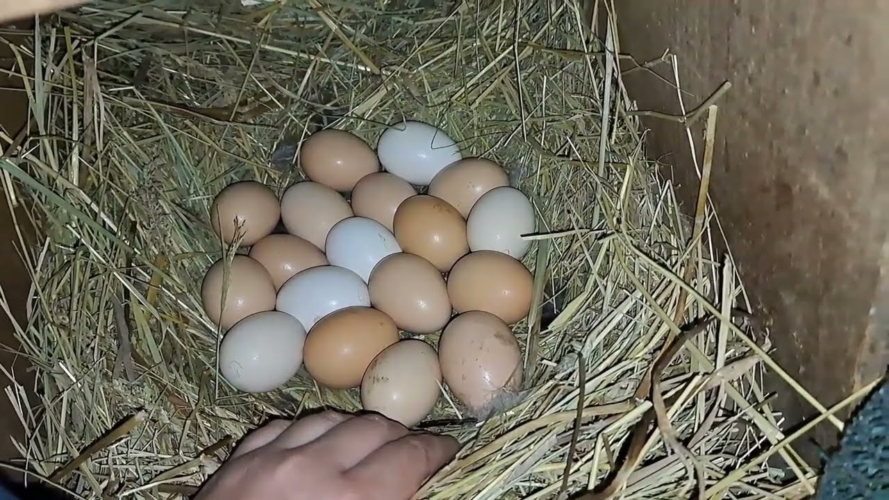 ПРОСВІЧУЮ ЯЙЦЯ ПІД КВОЧКОЮ. ПОКУСАНА ЗНОВУ! 😏