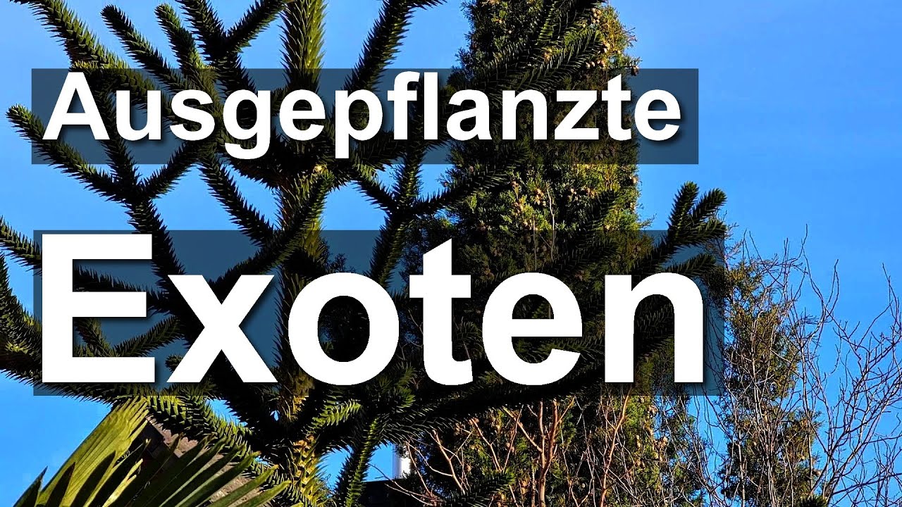 Ausgepflanzte Palmen und exotische Gehölze Ende Januar: Frostschäden beurteilen