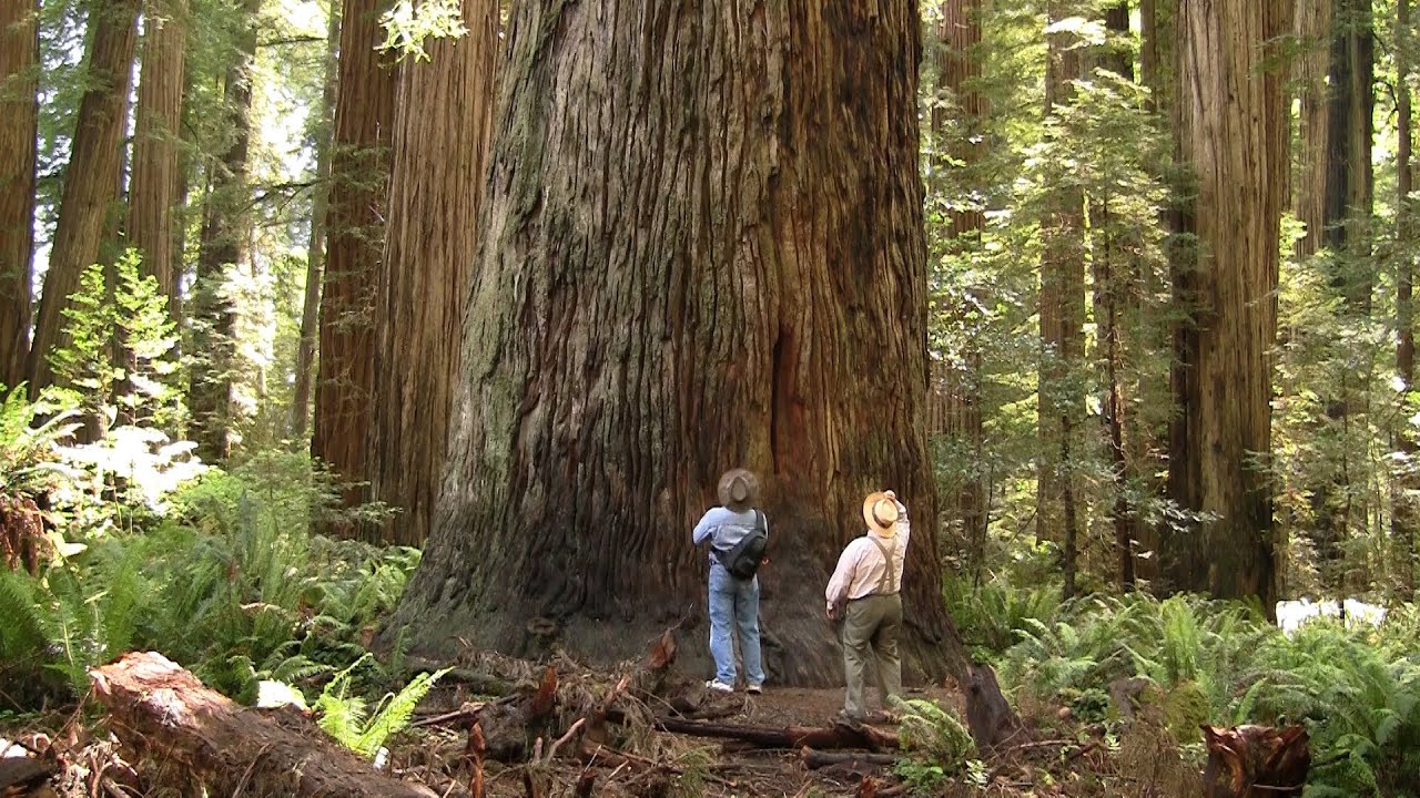 Magnificent Ancient Redwood Forest - Long Version - near Crescent City, California