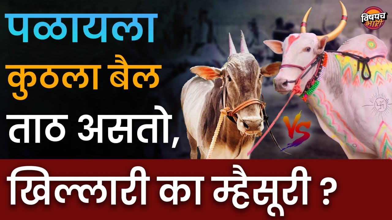 खिल्लारी का म्हैसूरी | पळ सर्वाधिक कुणाचा जास्त असतोय | Khillari Vs Mhaisuri | Bailgada Sharyat