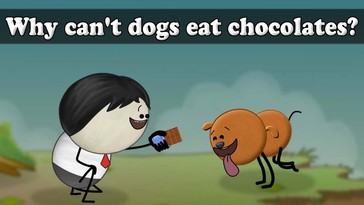 Why can't dogs eat chocolates? | 
