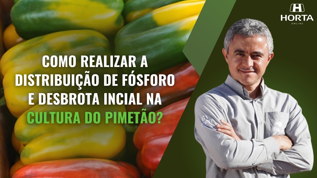 COMO REALIZAR A DISTRIBUÇÃO DE FÓSFORO E DESBROTA INICIAL NA CULTURA DO PIMENTÃO?