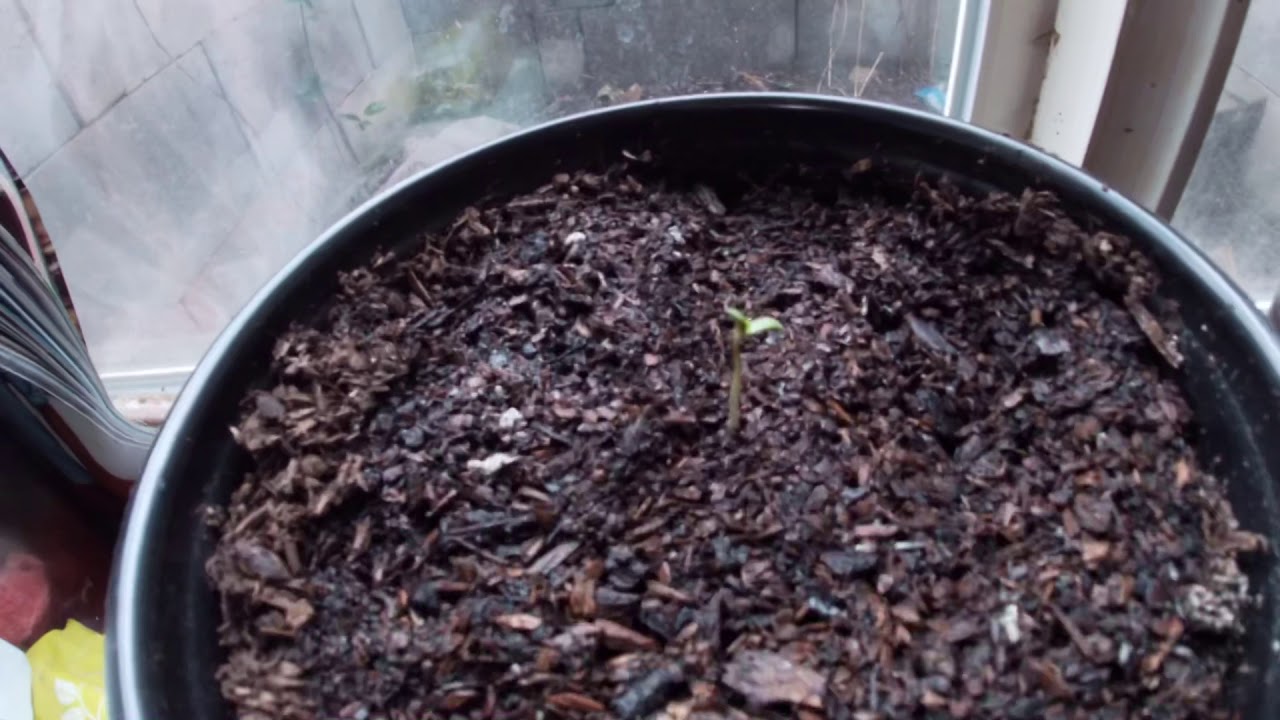 GoPro marijuana plants starts