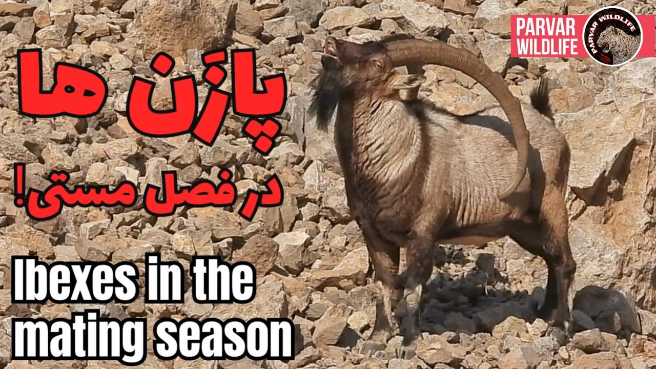 یک تلاش جالب از بز کوهی! An interesting attempt by the wild goat!